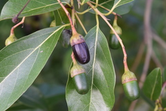 Nectandra turbacensis