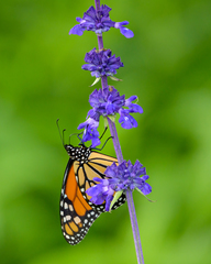 Danaus plexippus