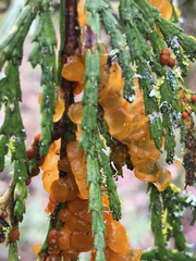 Gymnotelium blasdaleanum