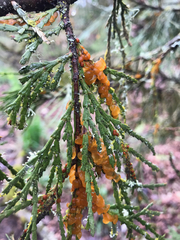 Gymnotelium blasdaleanum