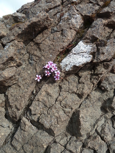 lomikameň protistojnolistý (Saxifraga oppositifolia)