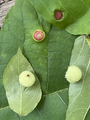 Phylloxera caryaeavellana