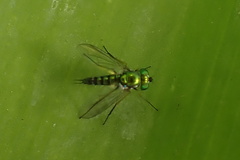 Condylostylus graenicheri