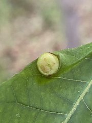 Phylloxera caryaeavellana