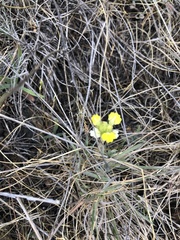 Castilleja rubicundula