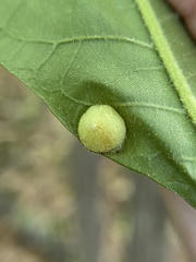 Phylloxera caryaeavellana