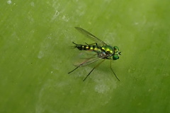 Condylostylus graenicheri