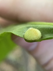 Phylloxera caryaeavellana