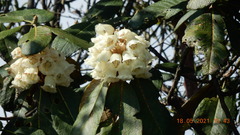Rhododendron falconeri