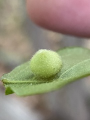 Phylloxera caryaeavellana