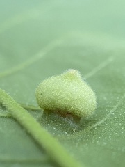 Phylloxera caryaeavellana