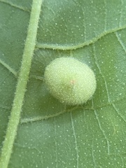 Phylloxera caryaeavellana