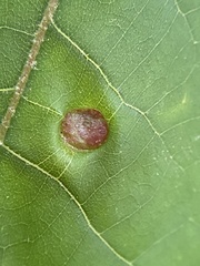 Phylloxera caryaeavellana