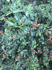 Ceanothus jepsonii
