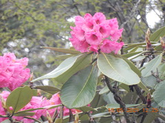 Rhododendron kesangiae