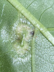 Phylloxera foveola