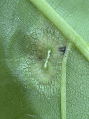 Phylloxera foveola