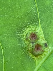 Phylloxera foveola