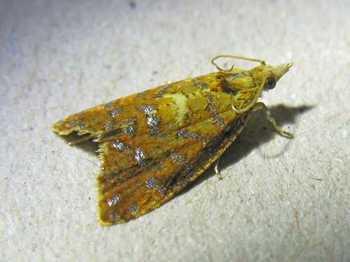 Yellow-spot Tortrix, photo 5 of 10