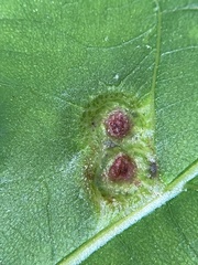 Phylloxera foveola