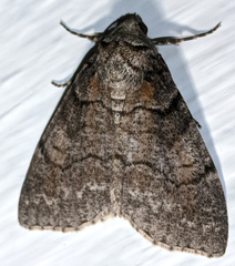 Smyriodes aplectaria