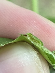 Phylloxera foveola