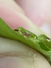 Phylloxera foveola