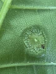 Phylloxera foveola