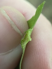 Phylloxera foveola