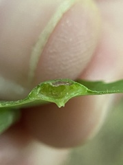 Phylloxera foveola