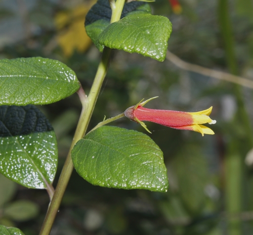 Siphocampylus manettiiflorus, photograph 5
