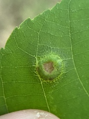 Phylloxera foveola