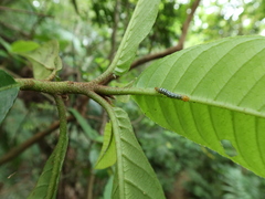 Exsula dentatrix albomaculata