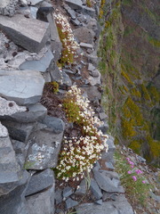 Saxifraga maderensis image