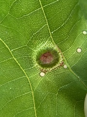 Phylloxera foveola