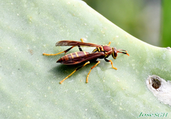 Polistes instabilis