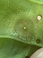 Phylloxera foveola