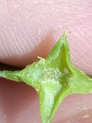 Phylloxera caryaesepta