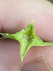 Phylloxera caryaesepta