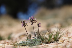 Astragalus leucolobus