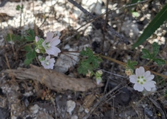 Sidalcea hickmanii napensis