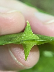 Phylloxera caryaesepta