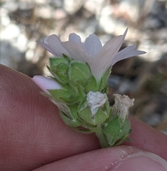 Sidalcea hickmanii napensis