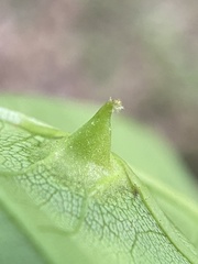 Phylloxera caryaesepta