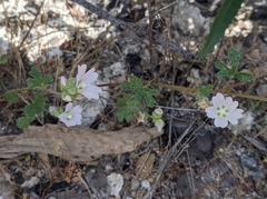 Sidalcea hickmanii napensis