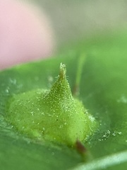 Phylloxera caryaesepta