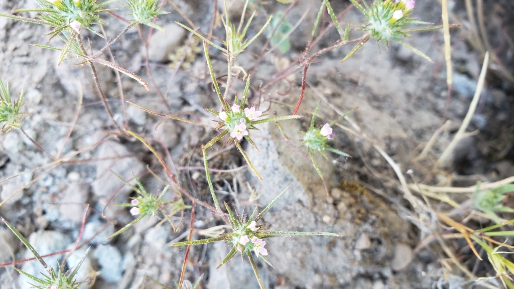 Johnson's Navarretia