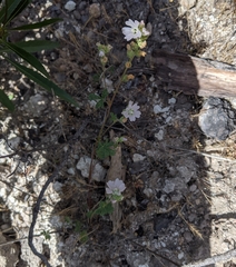 Sidalcea hickmanii napensis