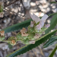 Sidalcea hickmanii napensis