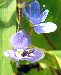 Glyphipterix simpliciella